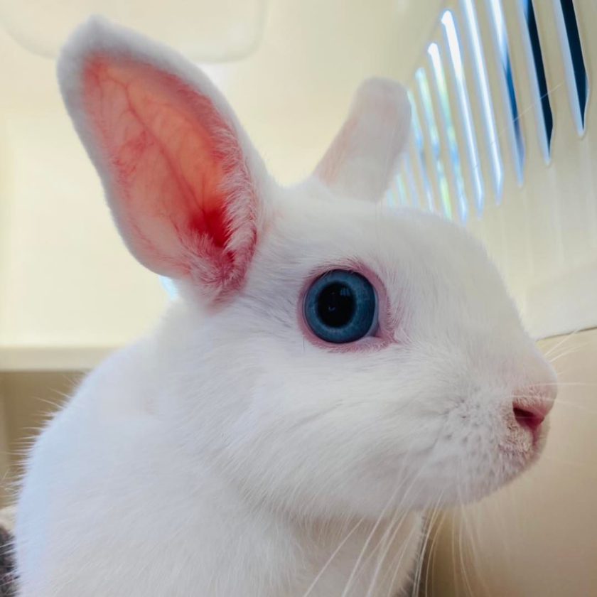 soins et urgences vétérinaires lapin 64