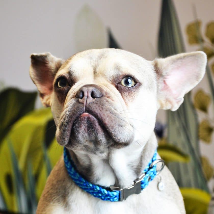 Chien patient urgences vétérinaires anibio vet H24