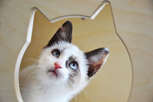 chat anibio clinique vétérinaire
