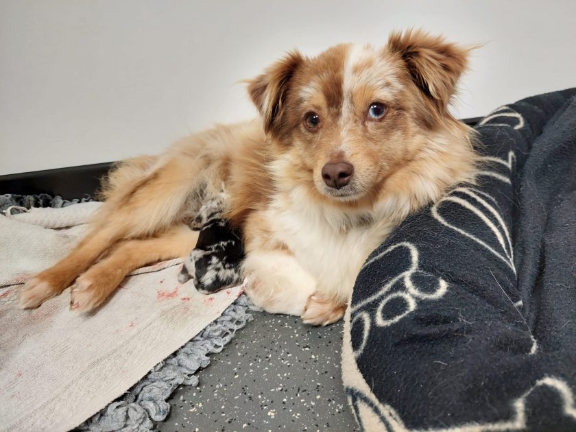 Gestation chien – article par Anibio