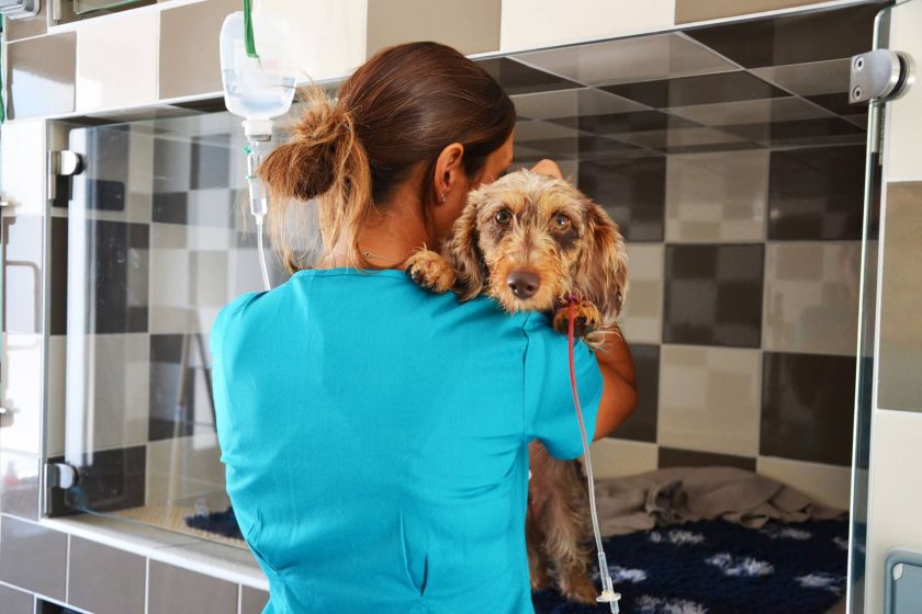Vétérinaire de garde en train de s'occuper d'un chien