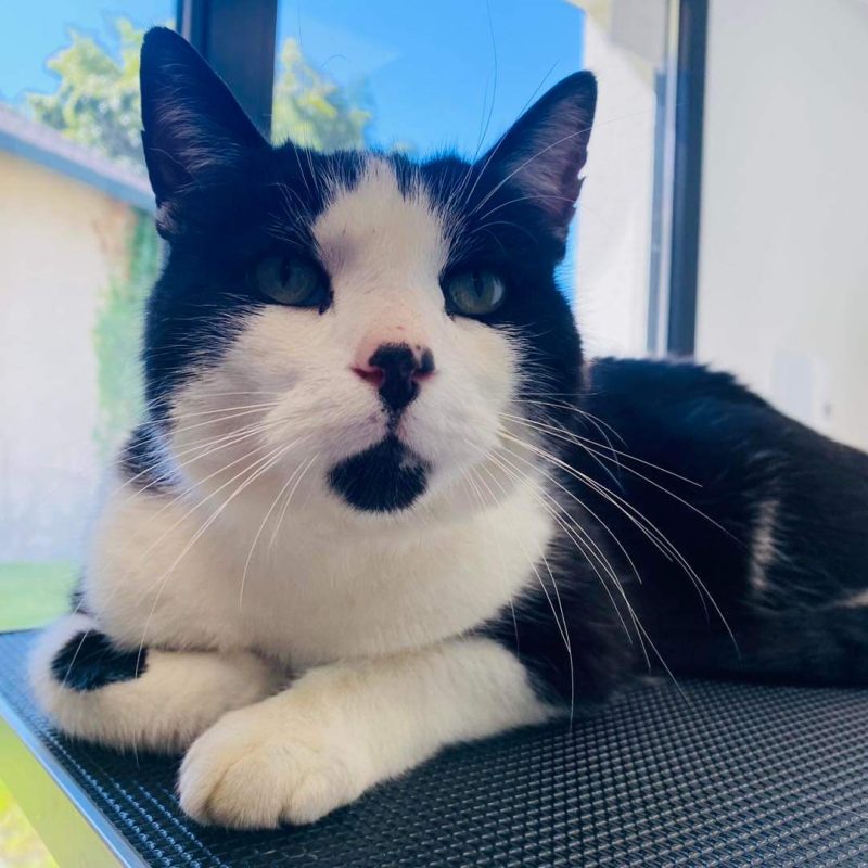 Photo d'un chat noir et blanc à la clinique vétérinaire d'urgence Anibio de Sauvagnon pour illustrer un article de blog sur la thématique du coryza du chat