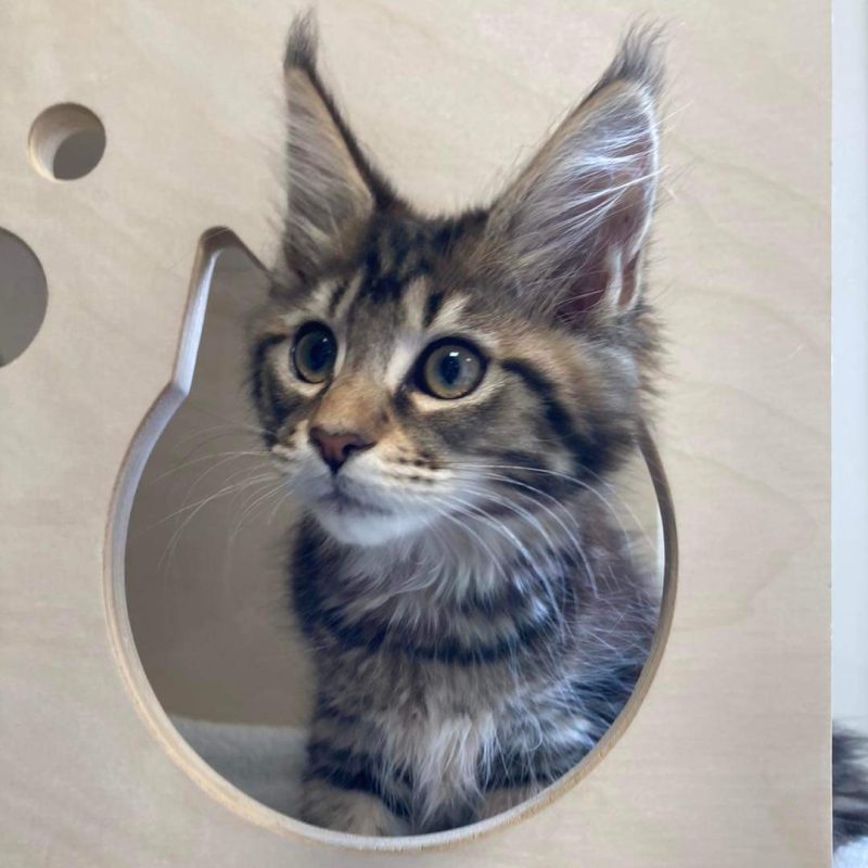 Chat tigré à grandes oreilles à la clinique vétérinaire d'urgence Anibio de Sauvagnon pour illustrer l'article de blog sur le coryza du chat