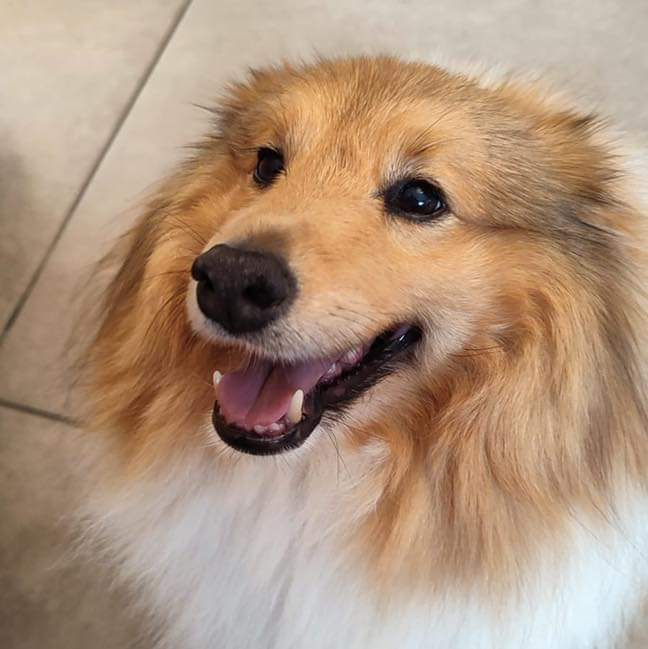 Photo d'un border collie marron et blanc à la clinique vétérinaire d'urgence Anibio de Sauvagnon pour illustrer un article de blog sur la toux du chenil