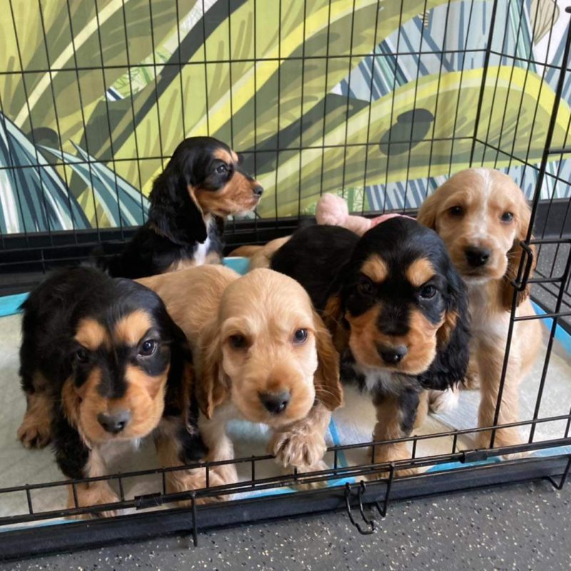 Photo d'une portée de cinq chiots à la clinique vétérinaire d'urgence Anibio de Pau pour un article de blog sur la toux du chenil