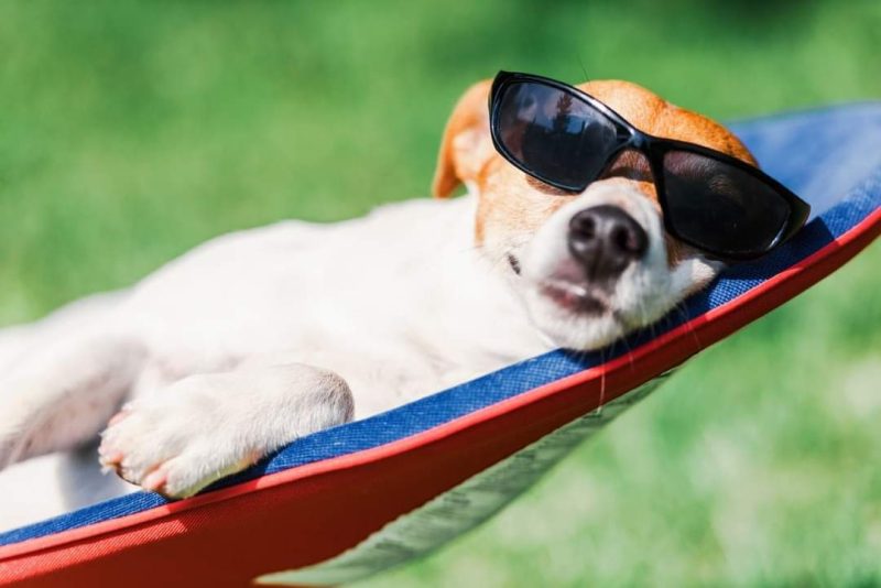 Photo d'un chien avec des lunettes de soleil dans un hamac pour illustrer un article de blog de la clinique vétérinaire d'urgence Anibio de Sauvagnon sur la thématique de la leishmaniose