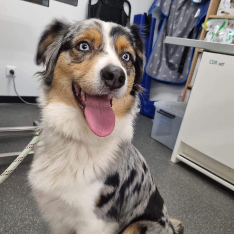 Photo d'un berger australien à la clinique vétérinaire d'urgence Anibio de Pau pour illustrer un article de blog sur la leishmaniose chez le chien