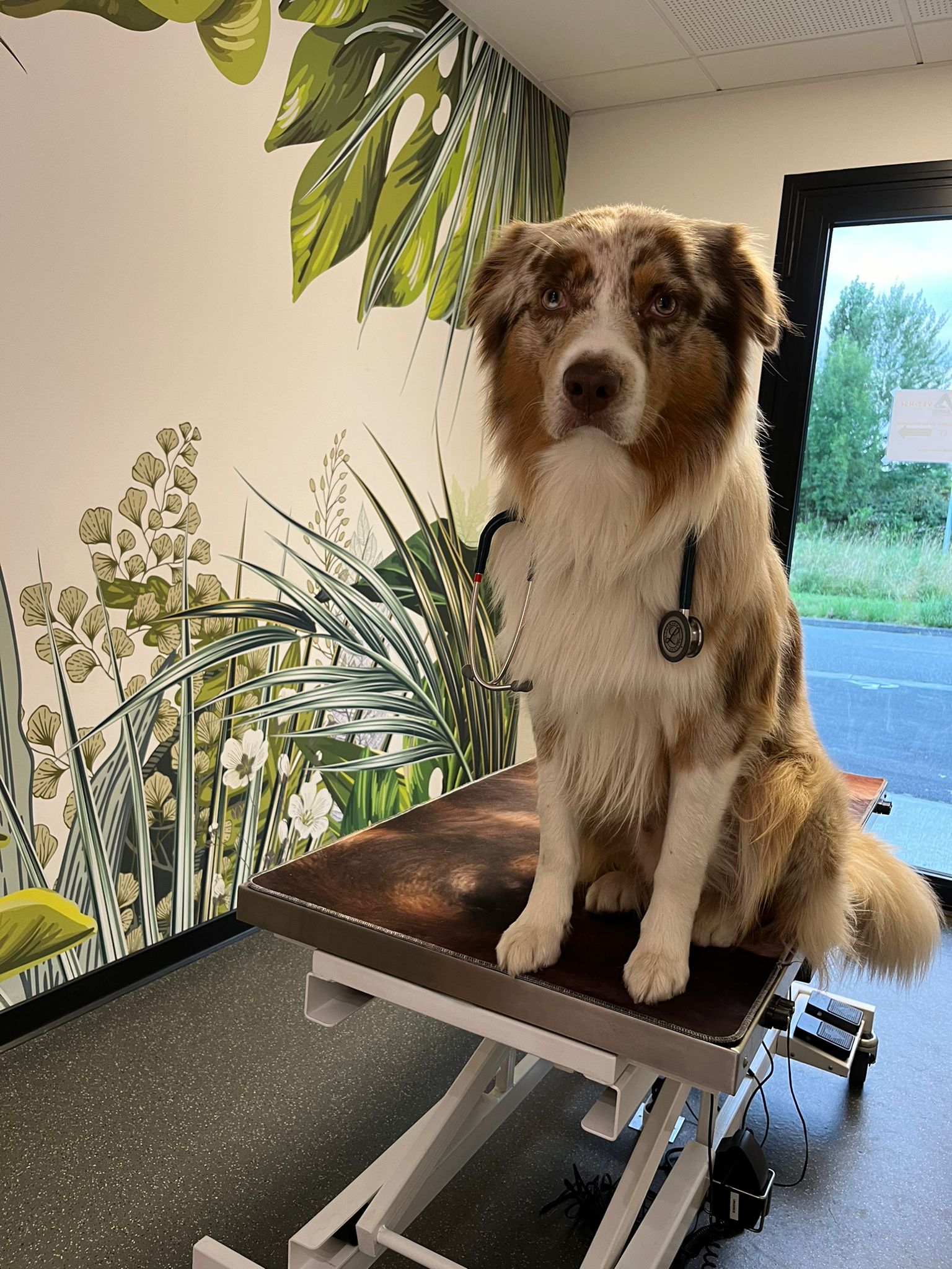 Photo d'un chien sur une table d'examen à la clinique d'urgence vétérinaire Anibio de Sauvanon pour illustrer un article de blog sur la leptospirose du chien