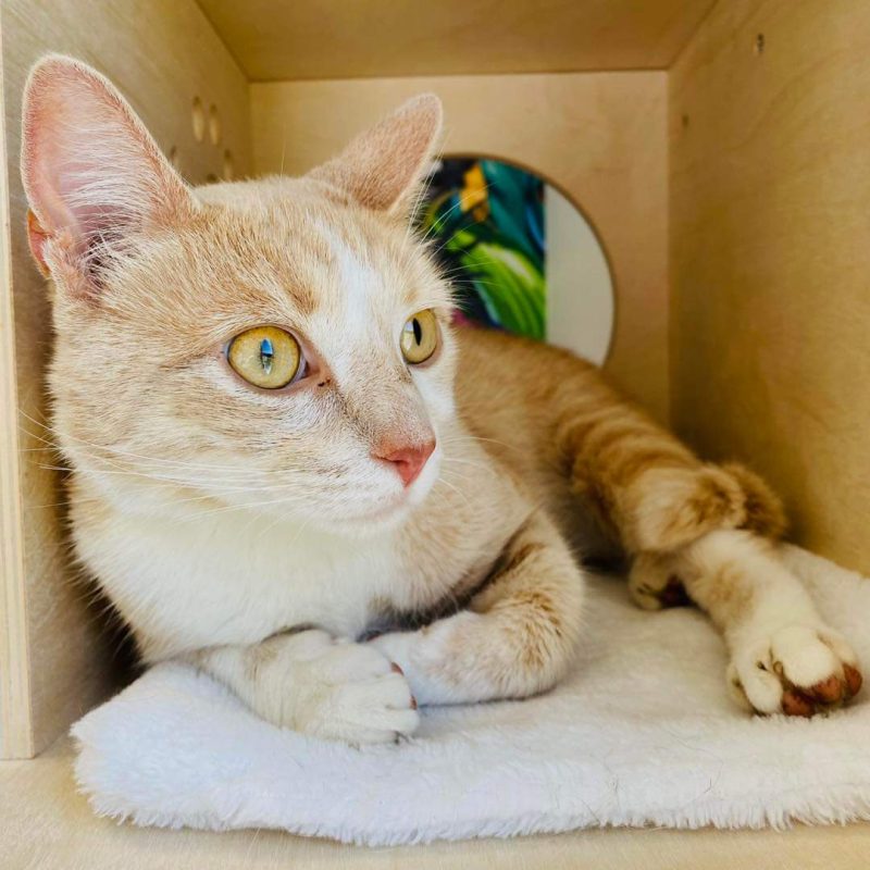 Photo d'un chat à poils tigrés blancs et marron pour illustrer un article de blog de la clinique vétérinaire d'urgence Anibio à Sauvagnon sur la thématique du sida du chat