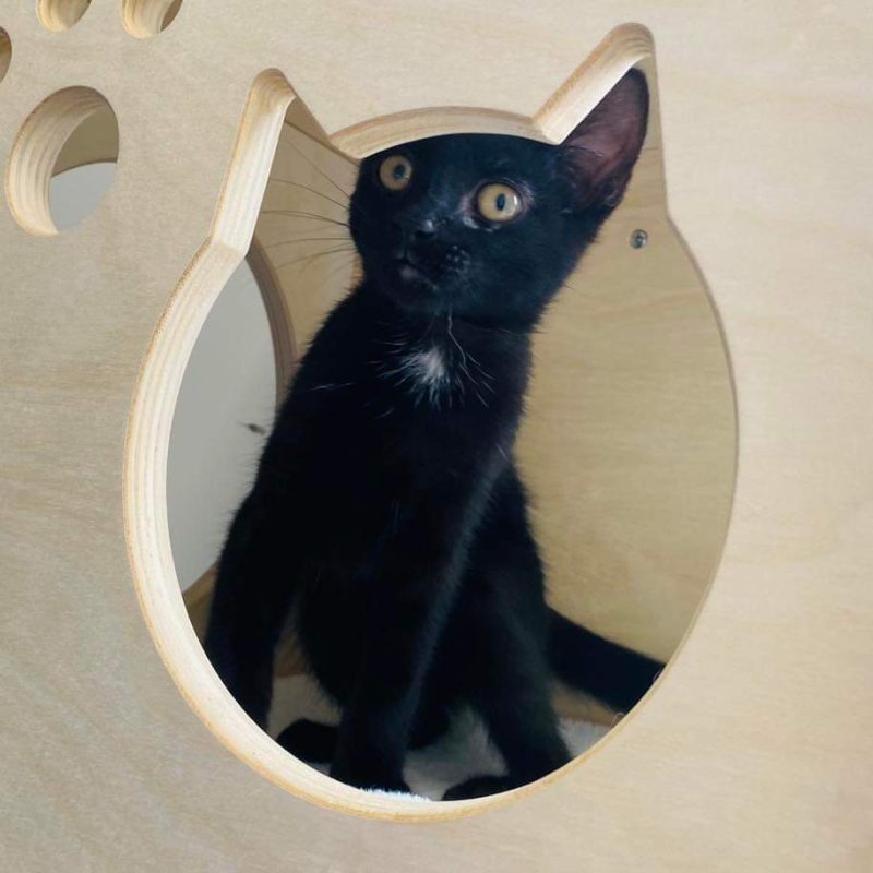 Photo d'un petit chat à poil noir pour illustrer un article de la clinique vétérinaire d'urgence Anibio à Sauvagnon sur la thématique de la leucose du chat