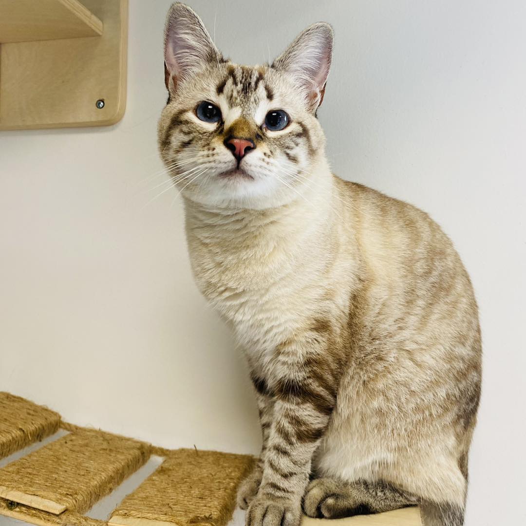 Chat installé à la clinique d'urgence vétérinaire Anibio-Vet-H24 de Pau-Sauvagnon – image d'illustration d'un article de blog sur le mot-clé chat qui vomit