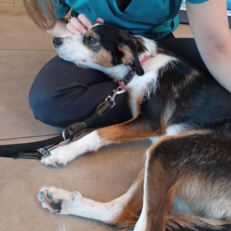 Chien en train de se faire soigner par un vétérinaire à la clinique d'urgences vétérinaires Anibio de Pau/Sauvagnon – illustration pour un article de blog sur la diarrhée du chien