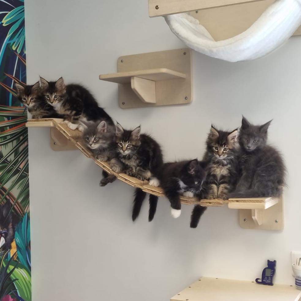 Photo de plusieurs jeunes chats installés sur une étagère de jeu - image d'illustration pour l'article d'Anibio sur le vaccin du chat