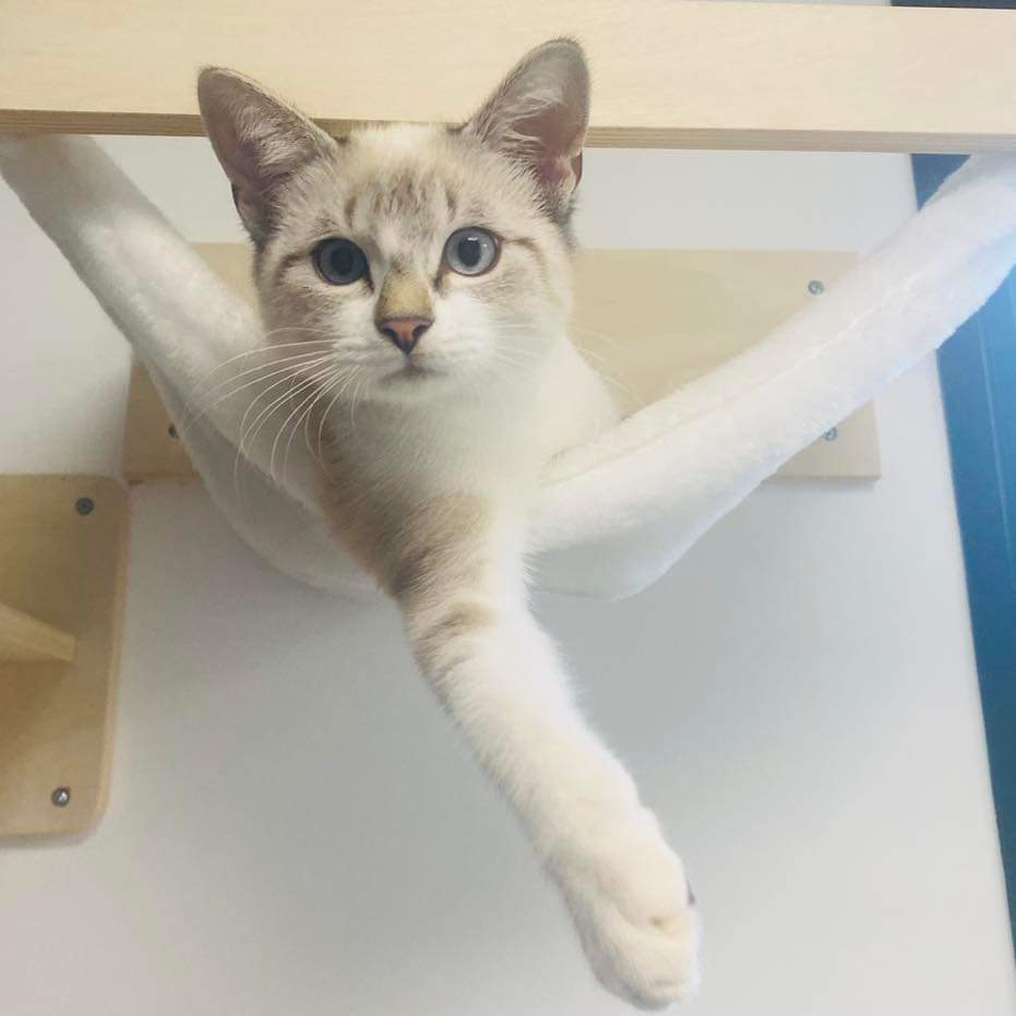 Petit chat blanc et beige à la clinique vétérinaire d'urgence Anibio à Sauvagnon près de Pau – article sur le chat constipé