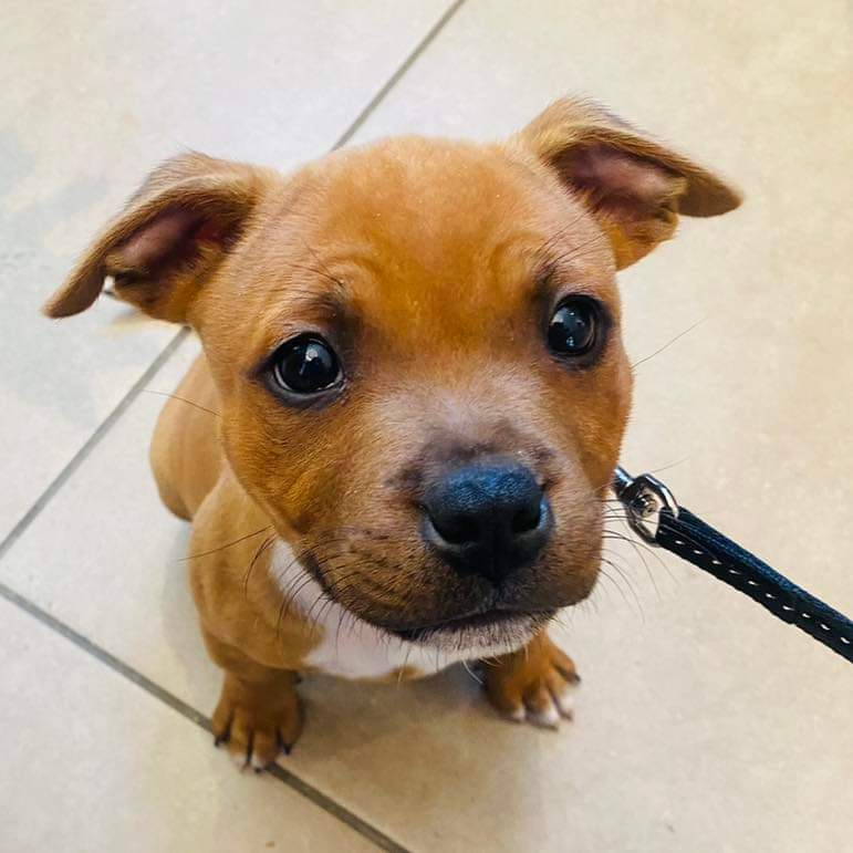 Chien pris en photo à la clinique vétérinaire d'urgence Anibio de Sauvagnon près de Pau – article sur le chocolat et le chien