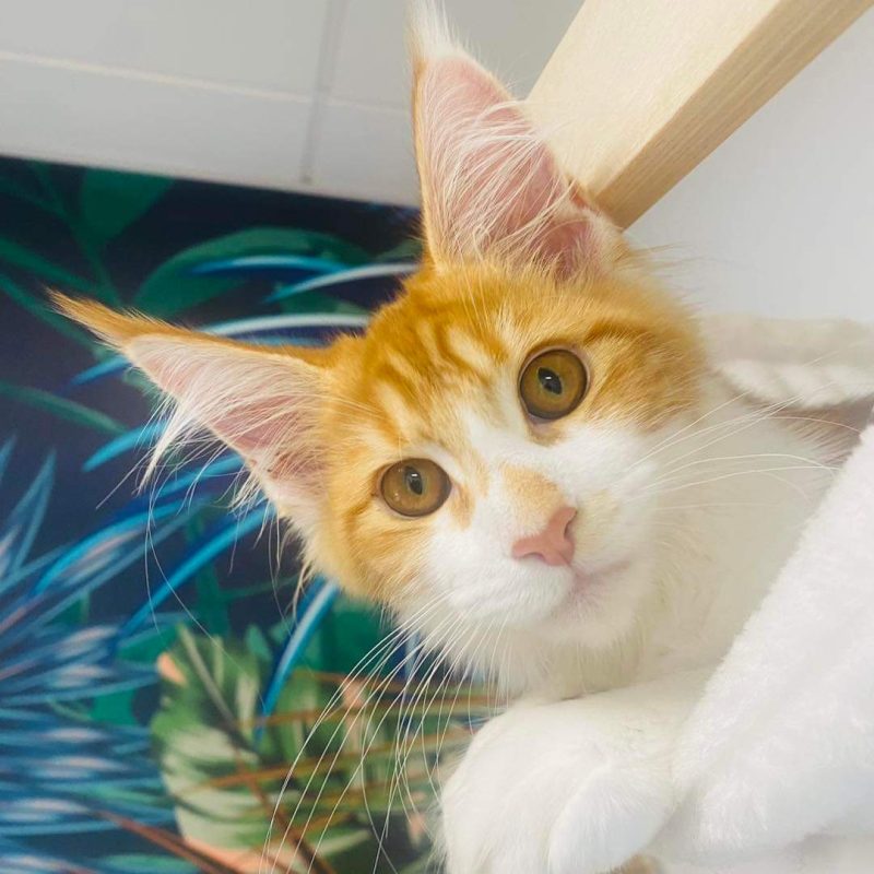 Photo d'un chat à la clinique vétérinaire d'urgence d'Anibio de Sauvagnon près de Pau pour illustrer un article sur l'insuffisance rénale chez le chat