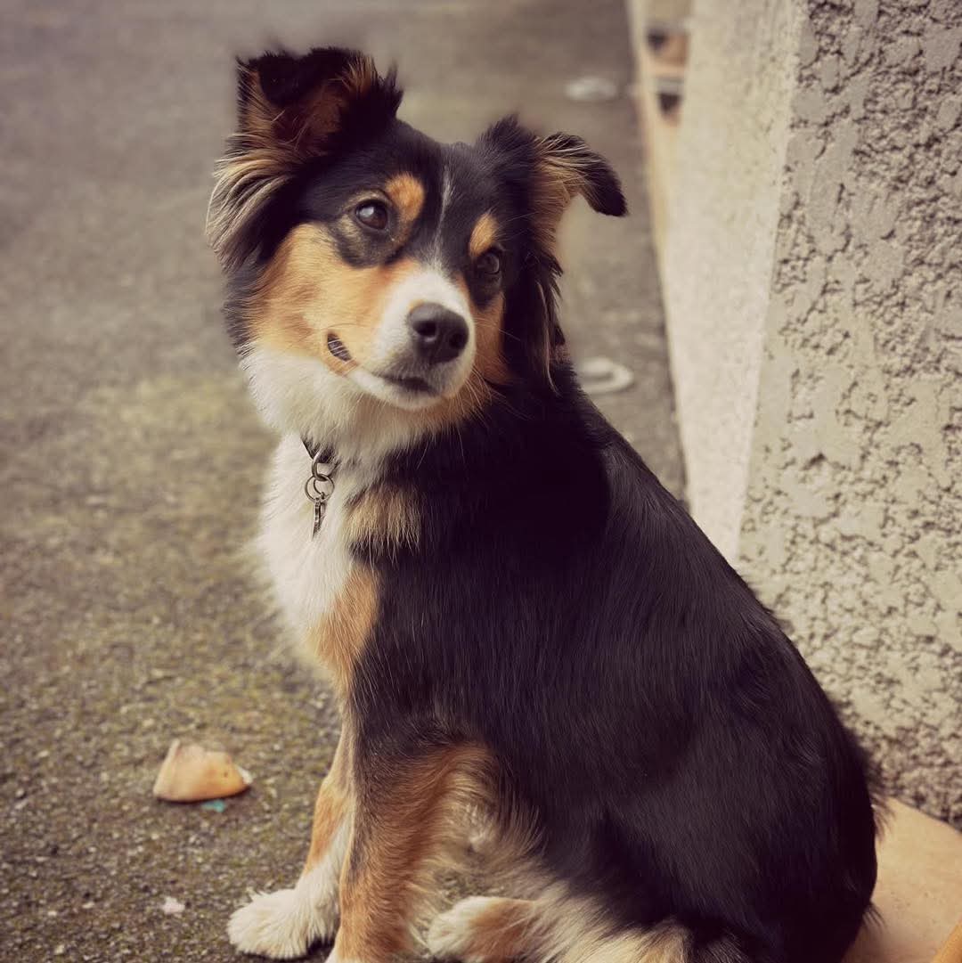 Photo d'une petite chienne assise – image d'illustration d'un article de la clinique vétérinaire Anibio de Sauvagnon près de Pau sur la grossesse nerveuse chez la chienne