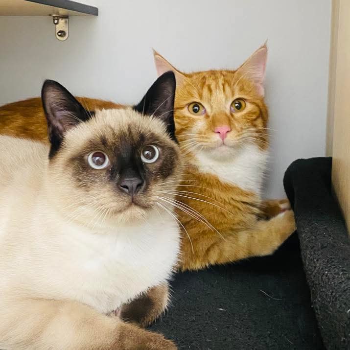 Photos de chats traités à la clinique vétérinaire Anibio de Sauvagnon près de Pau – article sur chat abcès dentaire.
