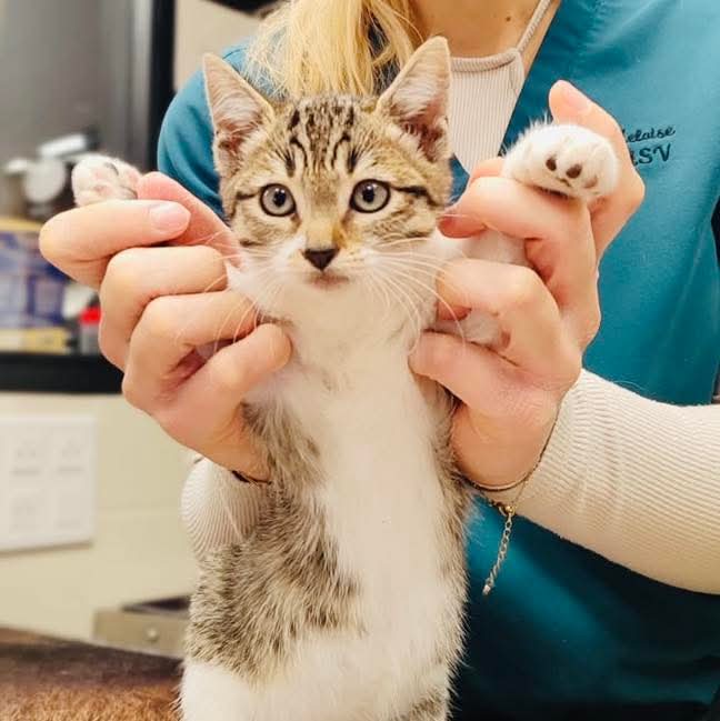 Image d'un chaton soigné à la clinique vétérinaire Anibio de Sauvagnon près de Pau – article sur chaton constipé.