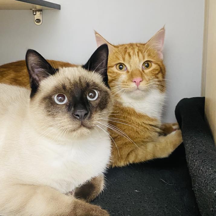 Photos de chats traités à la clinique vétérinaire Anibio de Sauvagnon près de Pau – article sur la crise d'asthme chez le chat