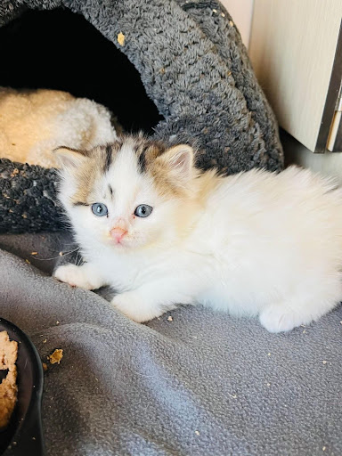 Jeune chaton blanc aux taches marron-noir sur la tête, allongé sur couverture grise un article sur chaton prostré écrit par Anibio.