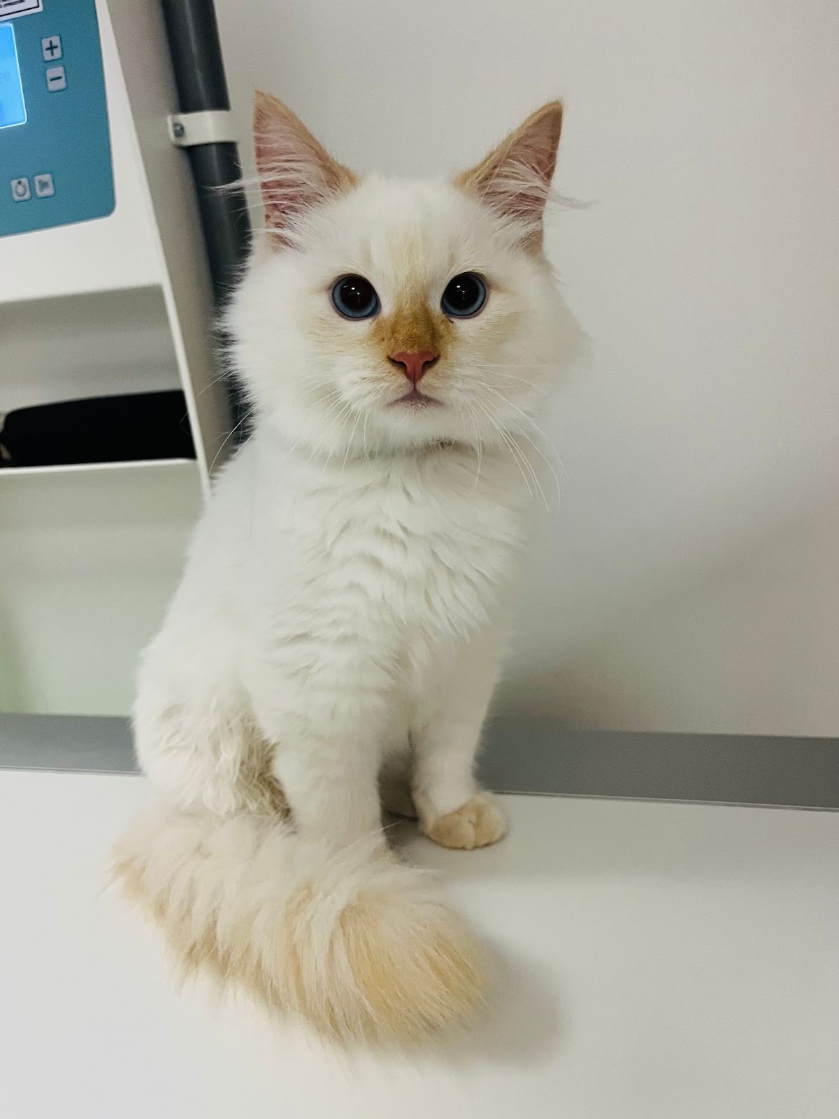Chat Ragdoll aux yeux bleus sur une table de consultation vétérinaire – article sur la diarrhée chat