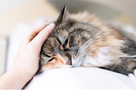 chat malade et fatigué caressé par une main pour illustrer que faire si mon chat a de la fièvre.