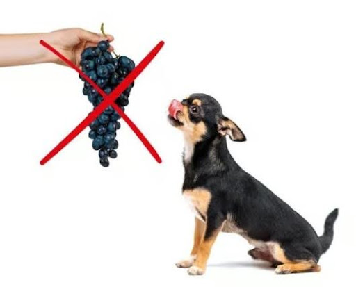 Un petit chien face à une grappe de raisin barrée d'un X rouge pour illustrer le danger du raisin chien.