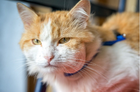 Chat roux et blanc avec un collier bleu pour un article sur abcès chat écrit par anibio.