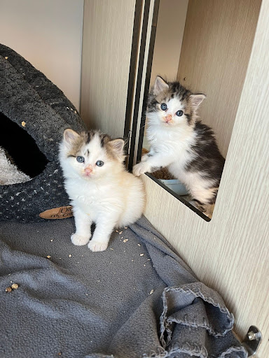 Deux chatons à poil long et aux yeux bleus illustrant un article sur chaton diarrhée écrit par Anibio.