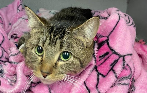 Chat tigré aux yeux verts enveloppé dans une couverture rose, illustrant un article sur convulsion chat écrit par anibio.