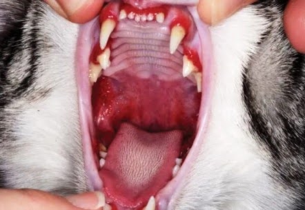 Gencives et gorge rouge et enflammées, illustrant une gingivite chat sévère