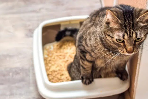 chat tigré dans sa litière, illustrant les symptômes et les causes de la présence de sang urine chat.