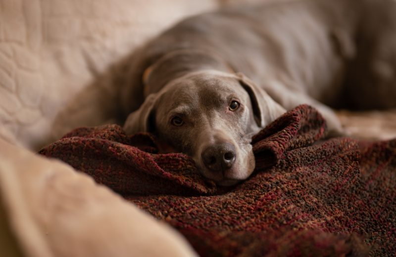 Chien fatigué et léthargique pouvant présenter un oedeme pulmonaire chien, un article sur la santé animale écrit par anibio.