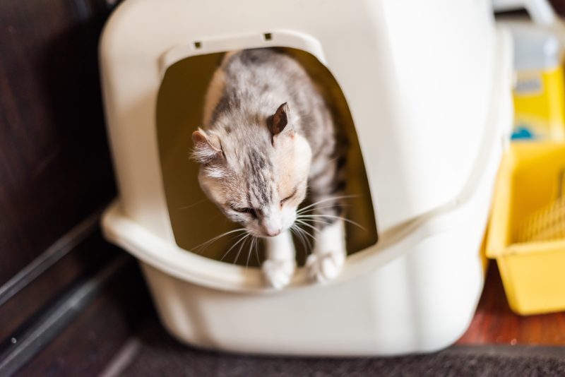 Chat gris et blanc sortant de sa litière, illustrant un article sur le chat qui n'urine pas depuis 24h rédigé par Anibio