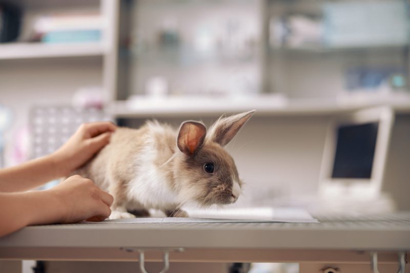 Lapin sur une table d'examen pour un article sur le lapin avec une diarrhée écrit par Anibio.