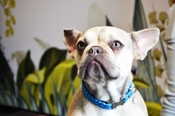 Bouledogue français avec collier bleu pour un article sur castration chien écrit par anibio.