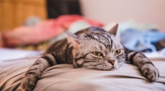 Chat tigré gris couché, l'air blasé, illustrant un article sur le chat qui s'ennuie par Anibio.