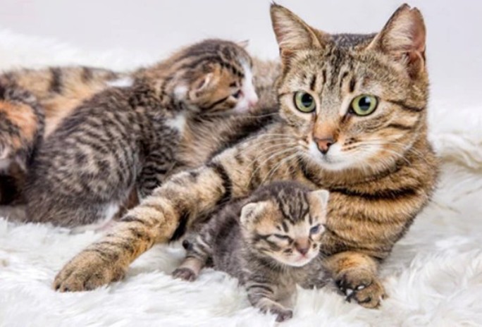 Chatte tigrée et ses chatons sur tapis blanc, article sur gestation chat écrit par anibio.