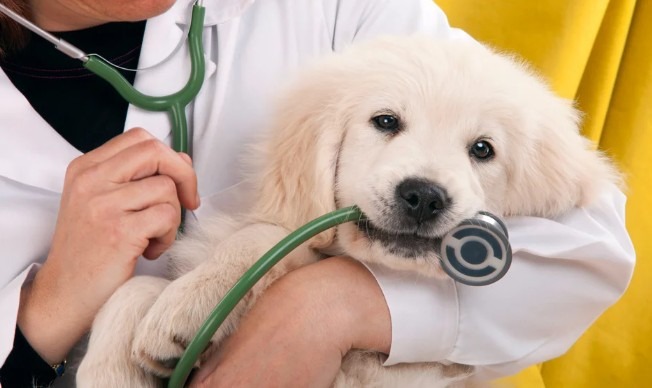 Vétérinaire tenant un chiot Golden Retriever qui mord son stéthoscope vert, illustrant un article sur la maladie chien par Anibio