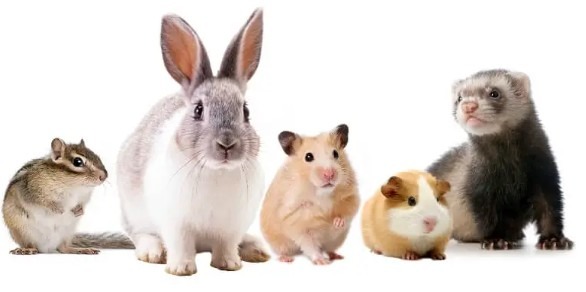 Nouveaux animaux de compagnie : Chipmunk, lapin gris, hamster syrien, cochon d'Inde et furet