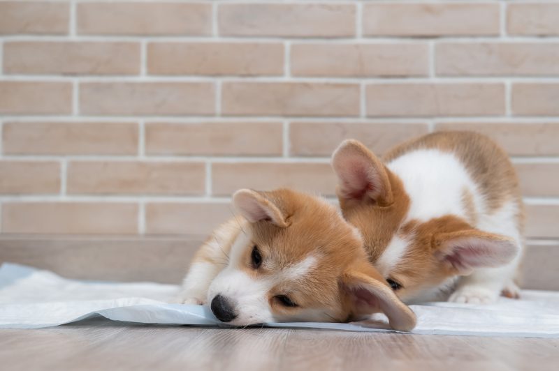 Chiots Corgis affaiblis sur alèse illustration insuffisance rénale chien par Anibio.