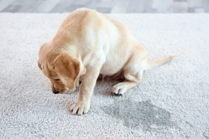 Chiot Labrador ayant uriné sur tapis illustration cystite chien par Anibio.