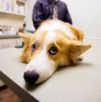 Corgi malade sur table examen vétérinaire illustration maladie du carré par Anibio.