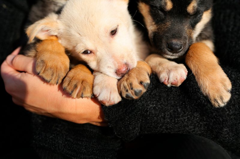 Deux chiots vulnérables tenus dans les bras un article sur tetanos chien écrit par anibio.