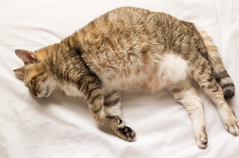 Chat tigré et blanc en surpoids qui dort sur le côté sur un drap blanc | Anibio