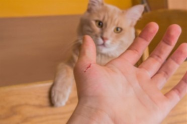 Main humaine blessée par une griffure de chat, illustration pour un article sur la maladie des griffes du chat par Anibio