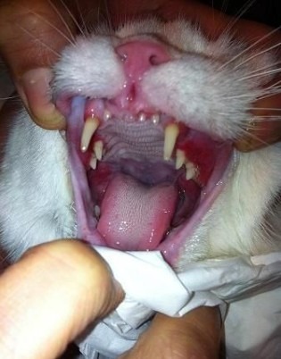 Gueule ouverte chat blanc gencives enflammées, article sur calcivirus chat écrit par anibio.