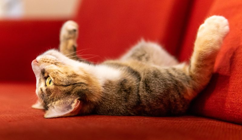 Chat couché dos canapé rouge, article sur pif chat écrit par anibio.