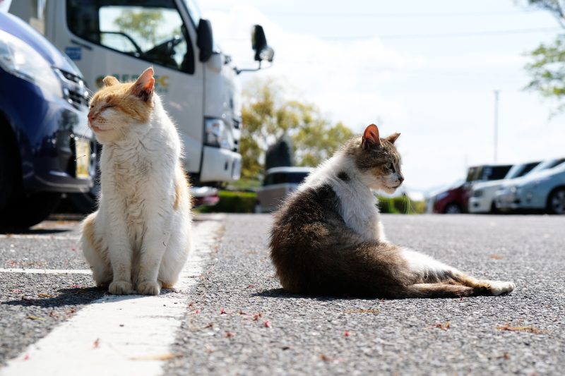 Deux chats assis dans un parking, un article sur teigne chat écrit par anibio.